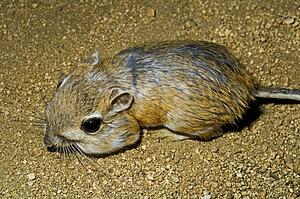 Merriam's kangaroo rat