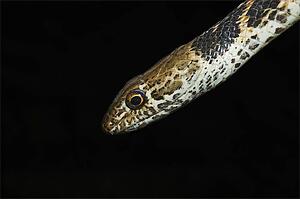 Red coachwhip