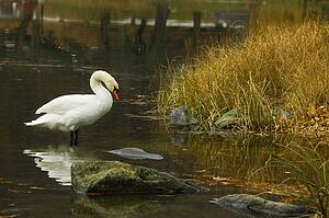 Swan in Central Park