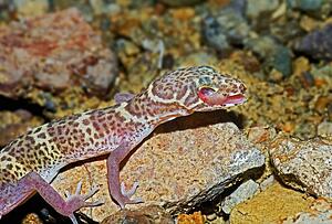 A Texas banded gecko (coleonyx brevis) cleaning its eye 