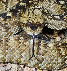A northern black-tailed rattlesnake