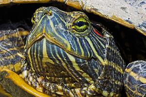 A red-eared slider turtle 