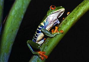 A brilliantly colored red-eyed tree frog (Agalychnis callidryas)
