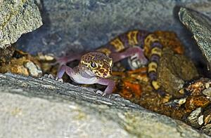 A Texas banded gecko