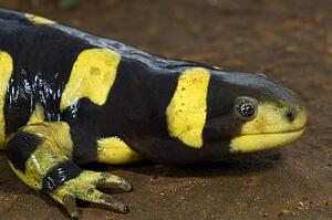 Texas barred tiger salamander (Ambystoma mavortium)