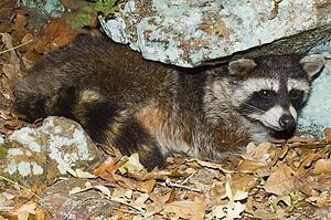 Racoon (Procyon lotor) 