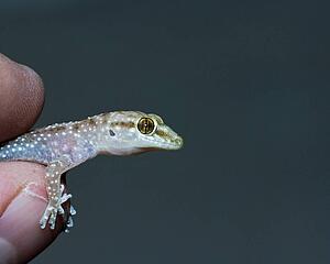 An introduced mediterranean gecko being held 