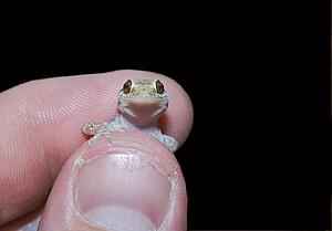 An introduced mediterranean gecko being held 