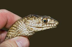 The head of a Western Coachwhip