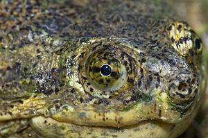Common snapping turtle (Chelydra serpentina)