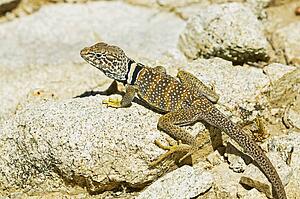 A Great Basin collared lizard (Crotaphytus bicinctores)