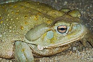 A Sonoran desert toad (Bufo alvarius)