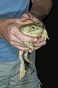 Sonoran Desert Toad