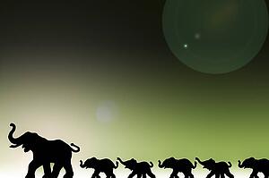 Elephants in a row