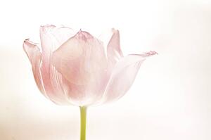 Pink tulip