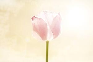 Pink tulip