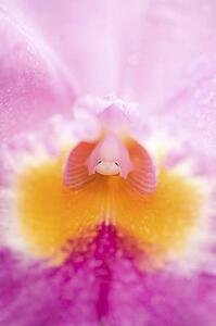 Center of a flower