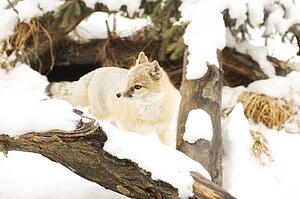 Fox in winter habitat