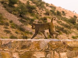 Monkey walking along the top of a wall