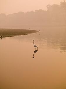 Bird in a lake