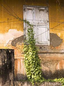 Plant growing up a wall