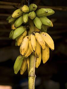 Bananas, Kerala, India 