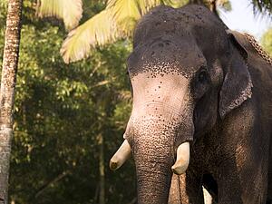 Elephant, Kerala, India