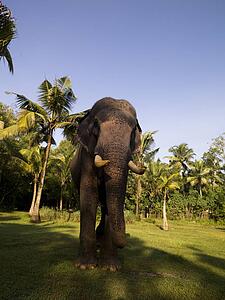 Elephant, Kerala, India