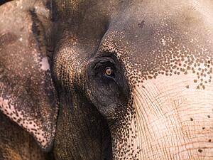 Close up of elephant
