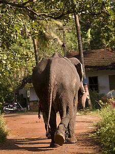 Rear view of an elephant