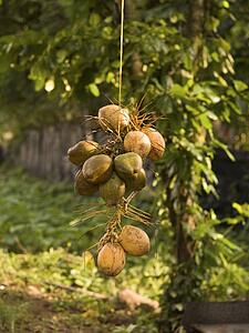Coconuts, Kerala, India