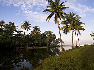 Palm trees, Kerala, India 