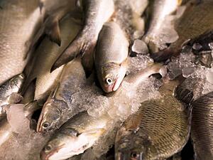 Fish, Cochin, Kerala, India