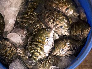 Fish in a bucket, Cochin, Kerala, India