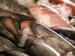 Fish on ice, Cochin, Kerala, India 