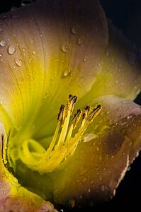 Close up of a flower