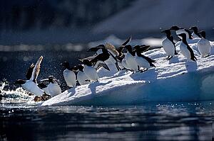 Thick-billed Murre (Uria lomvia)