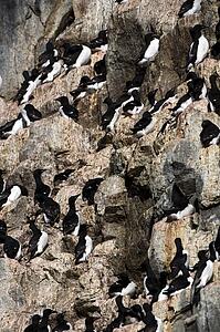 Thick-billed Murre (Uria lomvia)