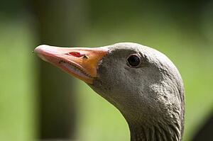 Head of a duck