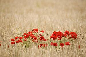 Poppies growing wild