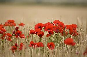 Poppies growing wild