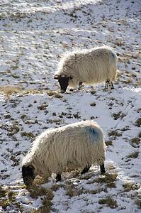 Sheep in field of snow