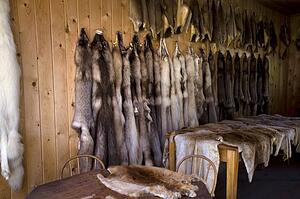 Pelts hanging on wooden wall