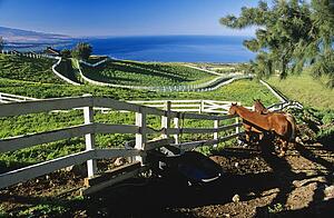 Horses behind wooden fence, Hawaii, USA