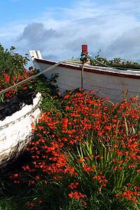 Flowers in wooden boat in Roundstone, Galway, Ireland