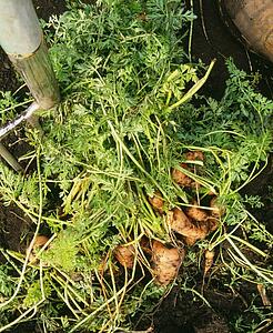 Carrots freshly dug out of garden