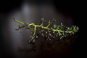 Empty grapevine