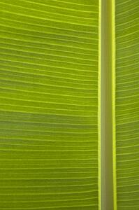 Close up of banana leaf