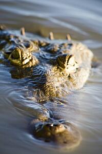 Crocodile in water