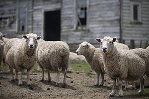 Sheep in front of old building